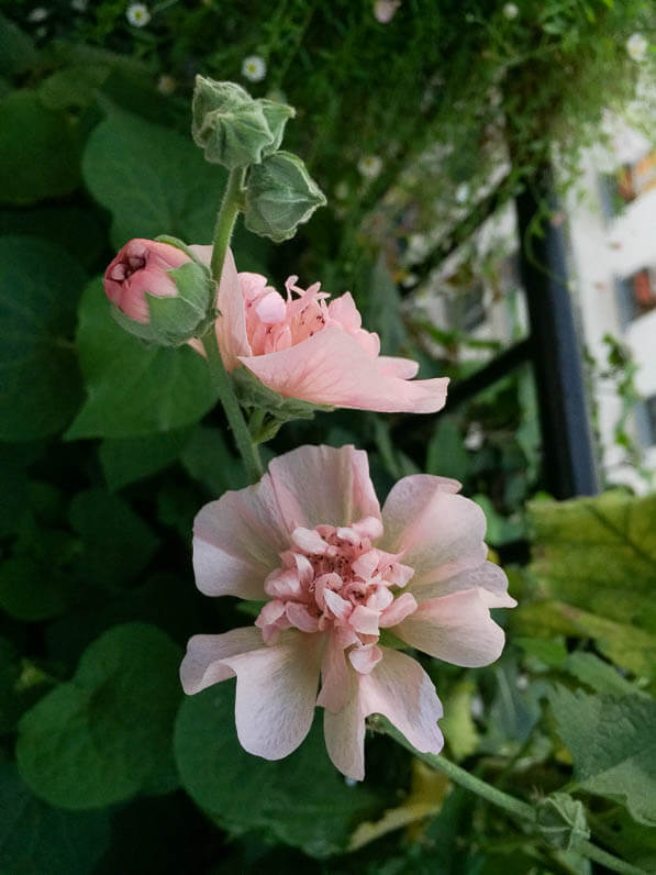 Alcathea suffrutescens 'Parkfrieden' sur mon balcon en fin d'été, Paris 19e (75)