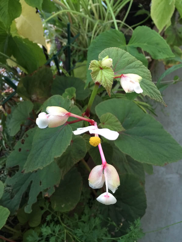 Begonia grandis ssp evansiana 'Alba' sur mon balcon en fin d'été, Paris 19e (75)