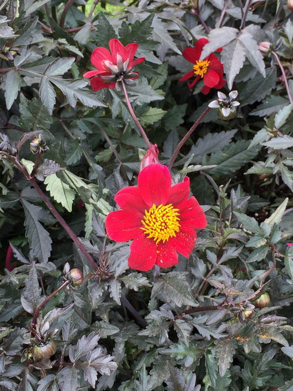 Dahlia À la folie, Label Rouge, Excellence Végétale, La Folie des Plantes, Parc du Grand Blottereau, Nantes (44)