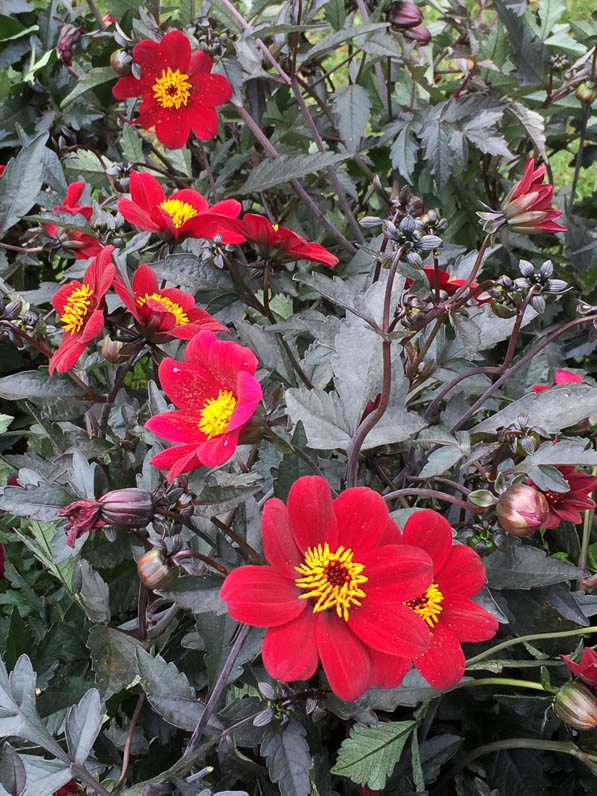 Dahlia À la folie, Label Rouge, Excellence Végétale, La Folie des Plantes, Parc du Grand Blottereau, Nantes (44)