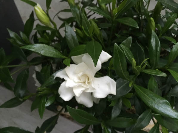 Gardenia jasminoides 'Perfumes Petticoats' sur mon balcon en fin d'été, Paris 19e (75)