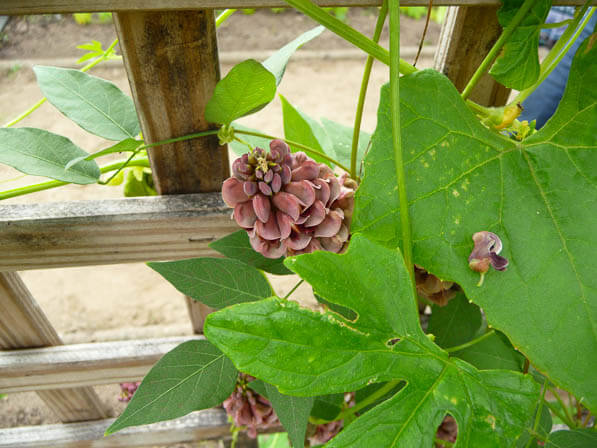 Glycine tubéreuse, Apios americana, Potager exotique, La Folie des Plantes, Parc du Grand Blottereau, Nantes (44)