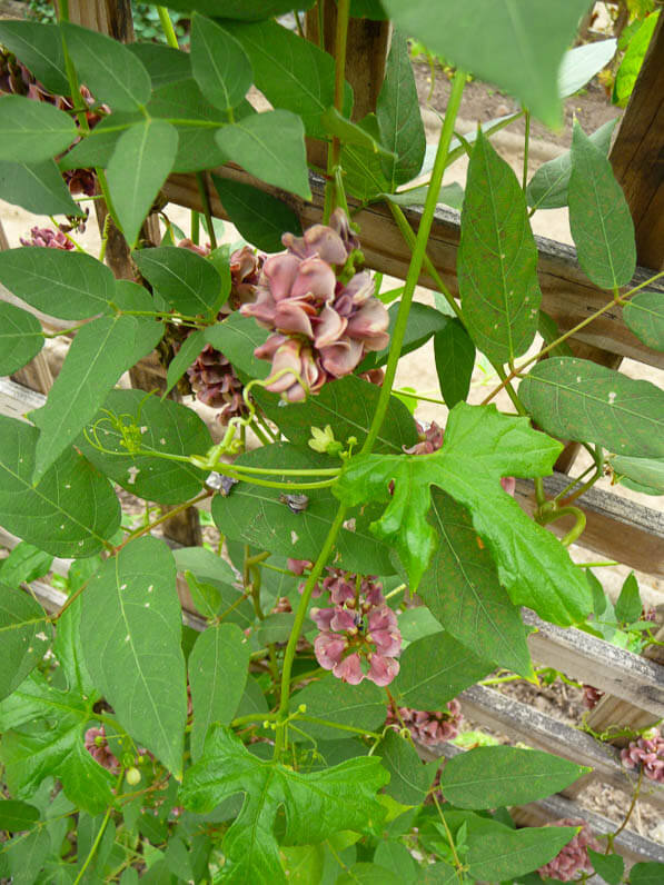 Glycine tubéreuse, Apios americana, Potager exotique, La Folie des Plantes, Parc du Grand Blottereau, Nantes (44)