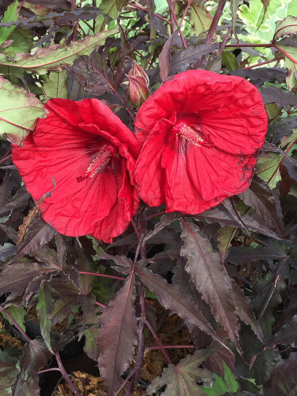 Hibiscus Carrousel 'Red Wine', Alain Tan, Pépinière Fleurs du Sud, La Folie des Plantes, Parc du Grand Blottereau, Nantes (44)