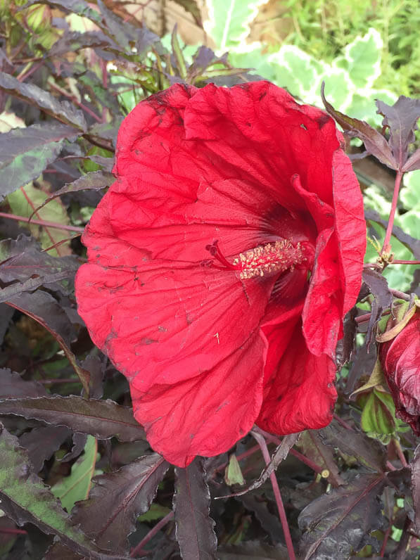 Hibiscus Carrousel 'Red Wine', Alain Tan, Pépinière Fleurs du Sud, La Folie des Plantes, Parc du Grand Blottereau, Nantes (44)