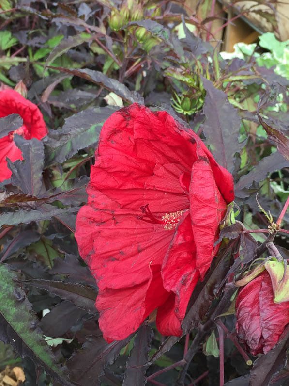 Hibiscus Carrousel 'Red Wine', Alain Tan, Pépinière Fleurs du Sud, La Folie des Plantes, Parc du Grand Blottereau, Nantes (44)