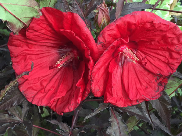 Hibiscus Carrousel 'Red Wine', Alain Tan, Pépinière Fleurs du Sud, La Folie des Plantes, Parc du Grand Blottereau, Nantes (44)