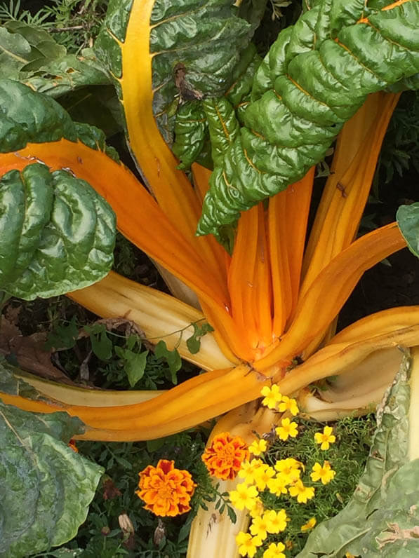 Poirée à cardes jaunes, potager, Fête des plantes d'automne, Domaine de Saint-Jean de Beauregard, Saint-Jean de Beauregard (91)