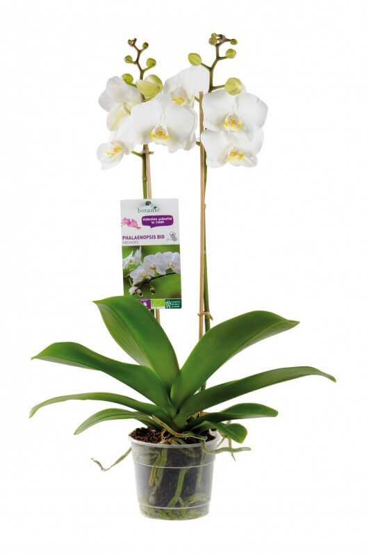 Orchidée bio, Phalaenopsis blanc, Botanic