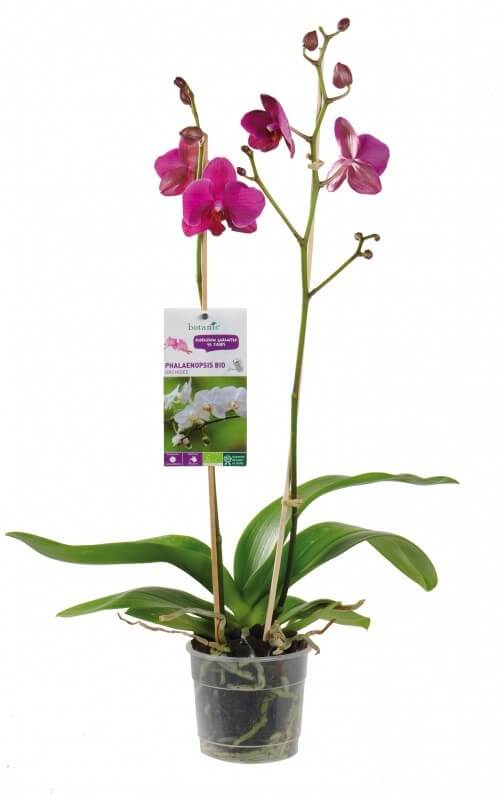 Orchidée bio, Phalaenopsis à fleurons violets, Botanic