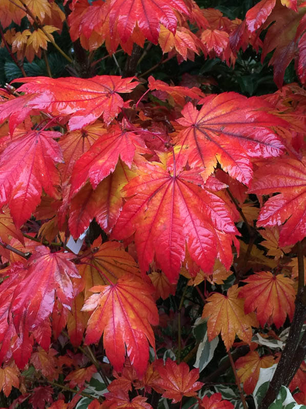 Érable du Japon, Acer japonicum 'Vitifolium', Pépinières Dauguet, Journées des Plantes, automne, Domaine de Chantilly, Chantilly (60)