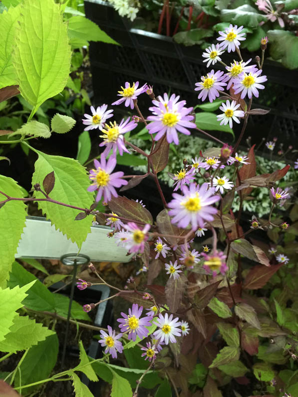 Aster scaber 'Kyosume', Astéracées, pépinière Sous un arbre perché, Journées des Plantes, automne, Domaine de Chantilly, Chantilly (60)