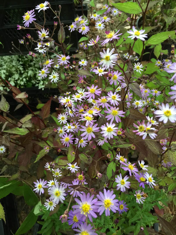 Aster scaber 'Kyosume', Astéracées, pépinière Sous un arbre perché, Journées des Plantes, automne, Domaine de Chantilly, Chantilly (60)