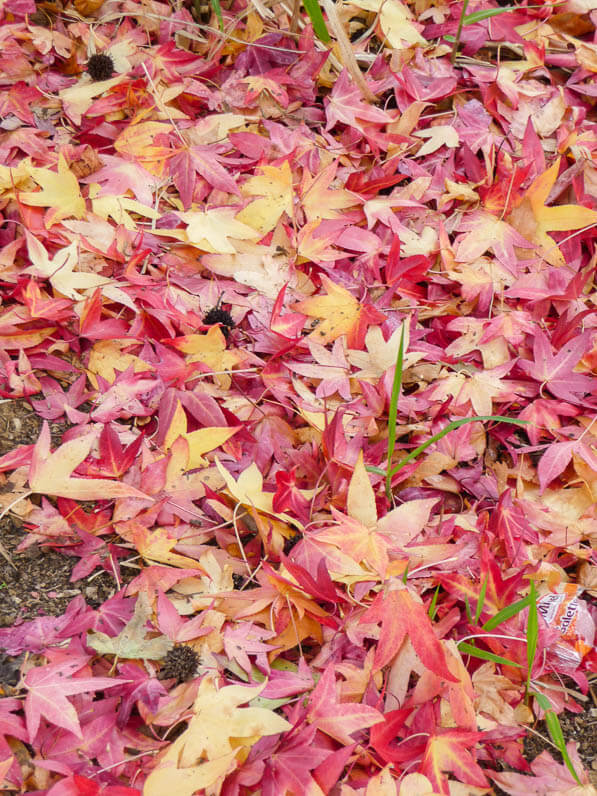 Tapis de feuilles de copalmes d'Amérique (Liquidambar styraciflua) en automne dans le parc de la Villette, Paris 19e (75)