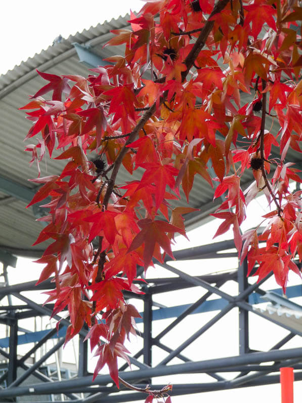 Branche d'un copalme d'Amérique (Liquidambar styraciflua) en automne dans le parc de la Villette, Paris 19e (75)