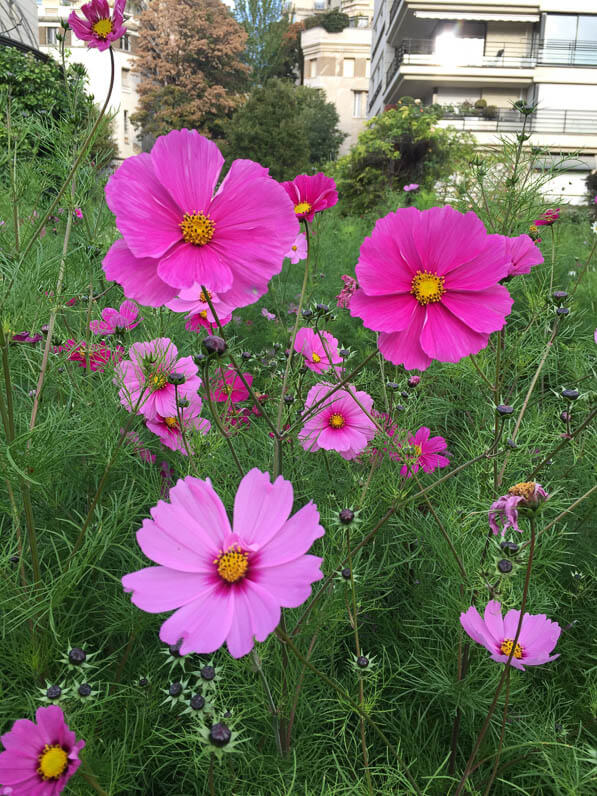 Cosmos bipinnatus, parc de Passy en automne, Paris 16e (75)