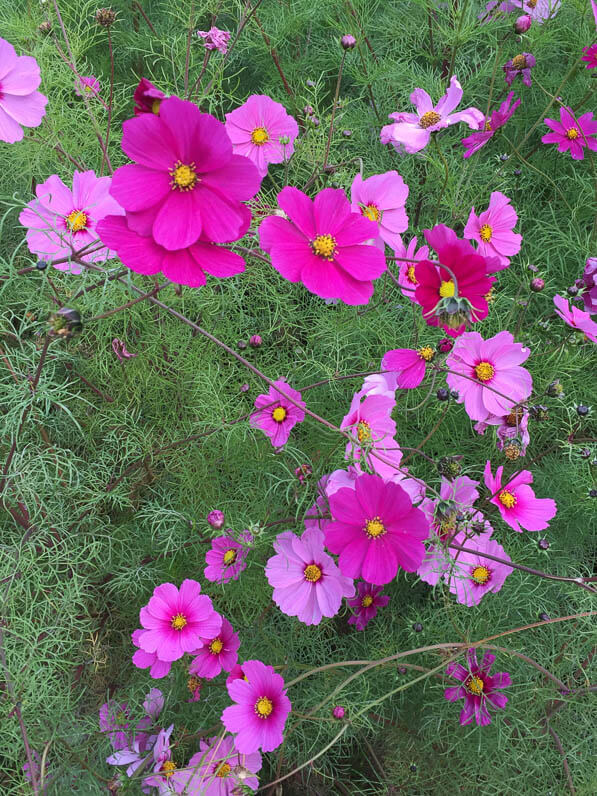 Cosmos bipinnatus, parc de Passy en automne, Paris 16e (75)