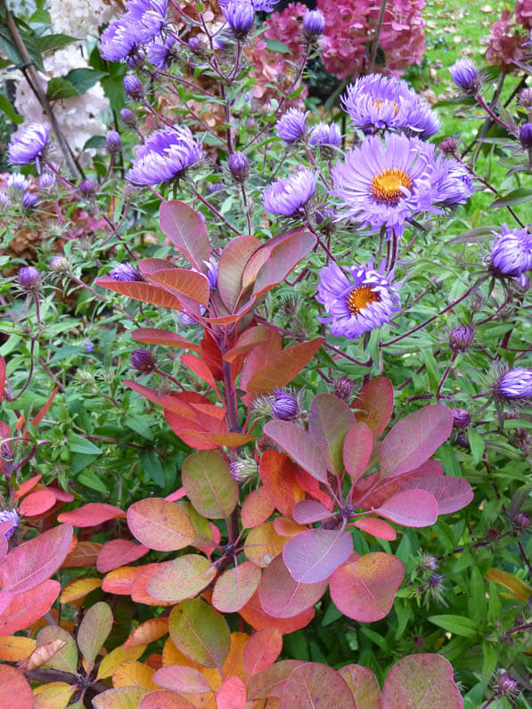 Cotinus, Aster, Pépinière Beverlei, Journées des Plantes, automne, Domaine de Chantilly, Chantilly (60)