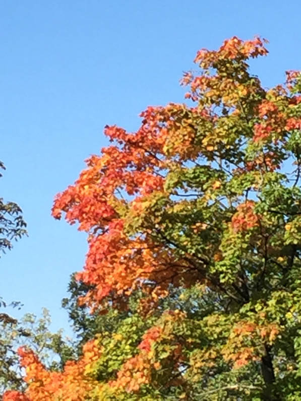 Arbre aux couleurs de l'automne, cimetière du Père Lachaise, Paris 20e (75)