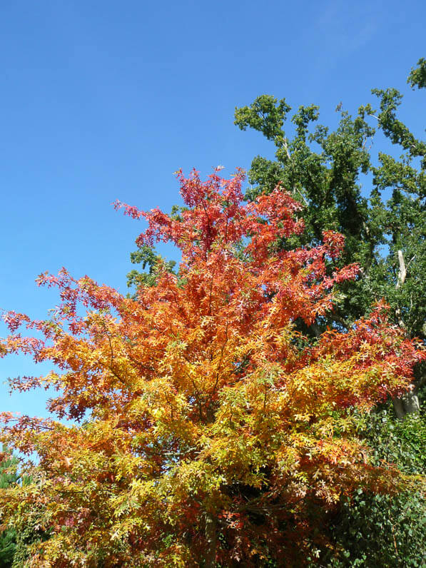 Chêne (Quercus palustris) aux couleurs d'automne, Fête des plantes d'automne, Domaine de Saint-Jean de Beauregard, Saint-Jean de Beauregard (91)