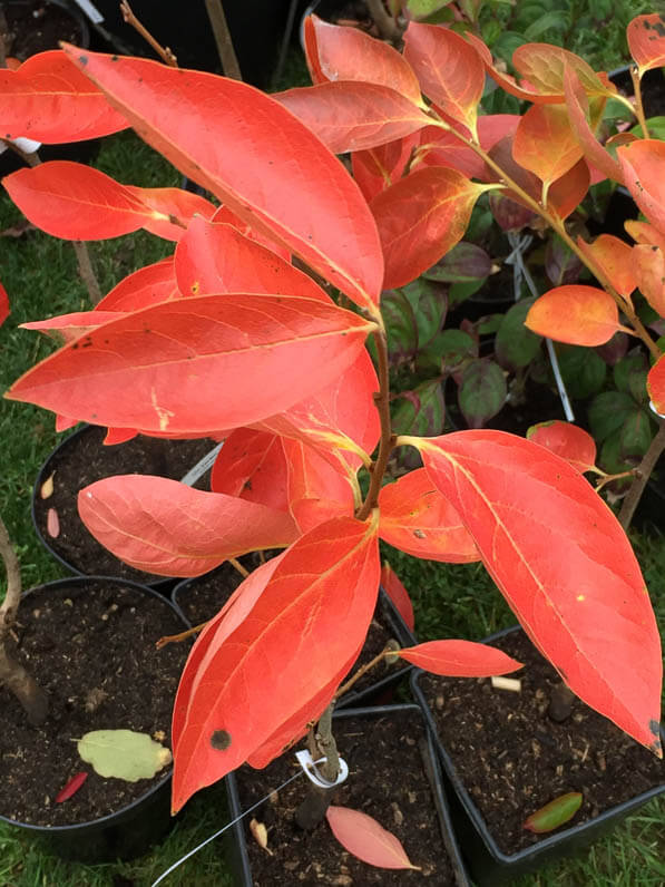 Diospyros kaki 'Nishimura Wase', pépinière du Mont Blanc, Journées des Plantes, automne, Domaine de Chantilly, Chantilly (60)