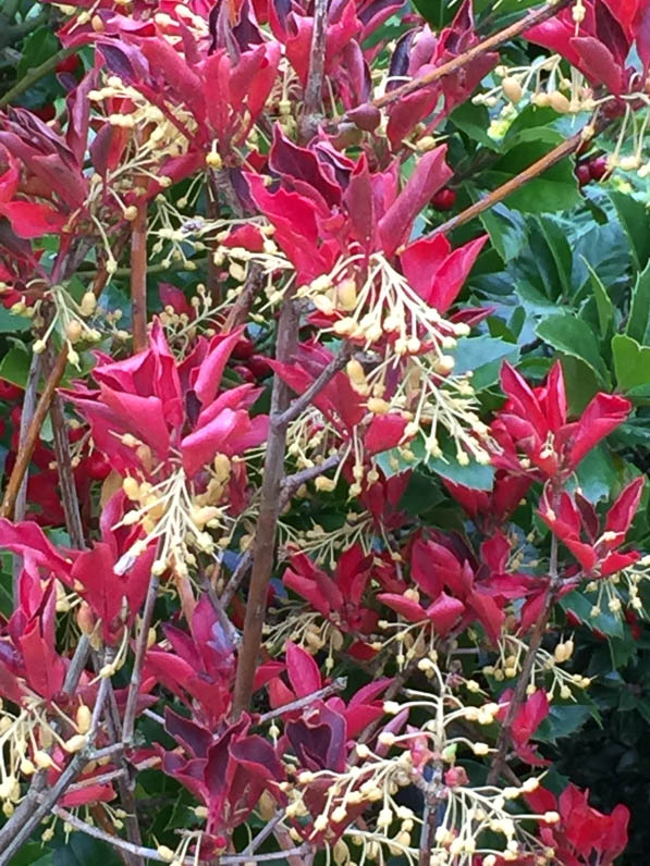 Enkianthus campanulatus, Pépinière du Vent Val, Journées des Plantes, automne, Domaine de Chantilly, Chantilly (60)