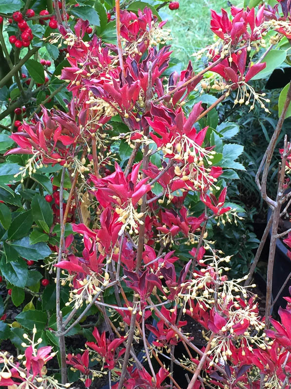 Enkianthus campanulatus, Pépinière du Vent Val, Journées des Plantes, automne, Domaine de Chantilly, Chantilly (60)