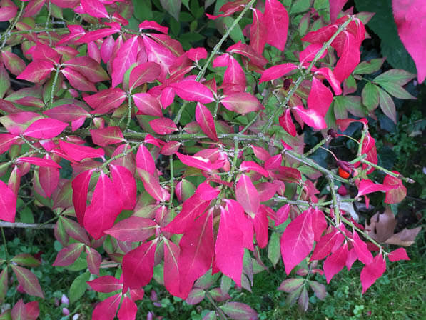 Fusain (Euonymus alatus) dans le parc de Bagatelle en automne, Paris 16e (75)