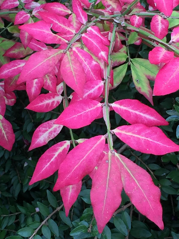 Fusain (Euonymus alatus) dans le parc de Bagatelle en automne, Paris 16e (75)