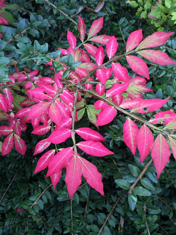 Fusain (Euonymus alatus) dans le parc de Bagatelle en automne, Paris 16e (75)