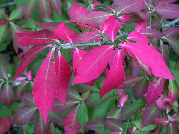 Fusain (Euonymus alatus) dans le parc de Bagatelle en automne, Paris 16e (75)