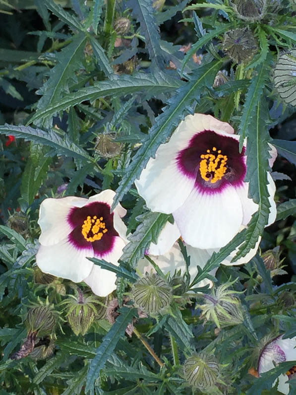 Hibiscus cannabinus 'Big Love' dans le cimetière du Père Lachaise en automne, Paris 20e (75)