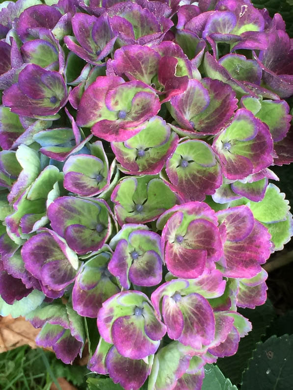 Hydrangea Magical Four Seasons 'Revolution', pépinière de la Thyle, Journées des Plantes, automne, Domaine de Chantilly, Chantilly (60)