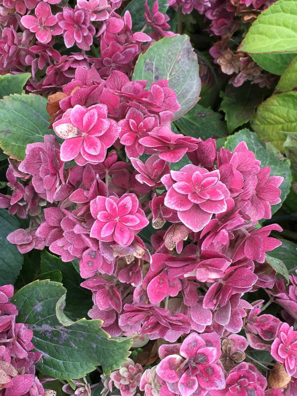 Hydrangea macrophylla You & Me 'Together', Boos Hortensia, Journées des Plantes, automne, Domaine de Chantilly, Chantilly (60)