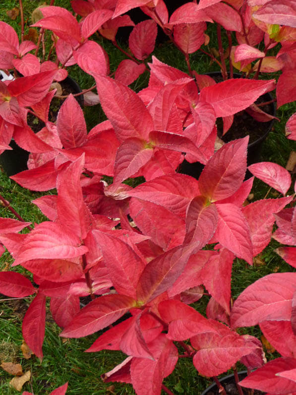 Hydrangea serrata 'Santiago', Les Hortensias du Haut Bois, Journées des Plantes, automne, Domaine de Chantilly, Chantilly (60)