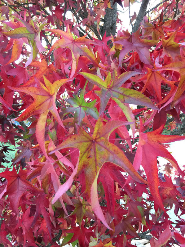 Copalme d'Amérique, Liquidambar styraciflua, Pépinières Thuilleaux, Journées des Plantes, automne, Domaine de Chantilly, Chantilly (60)