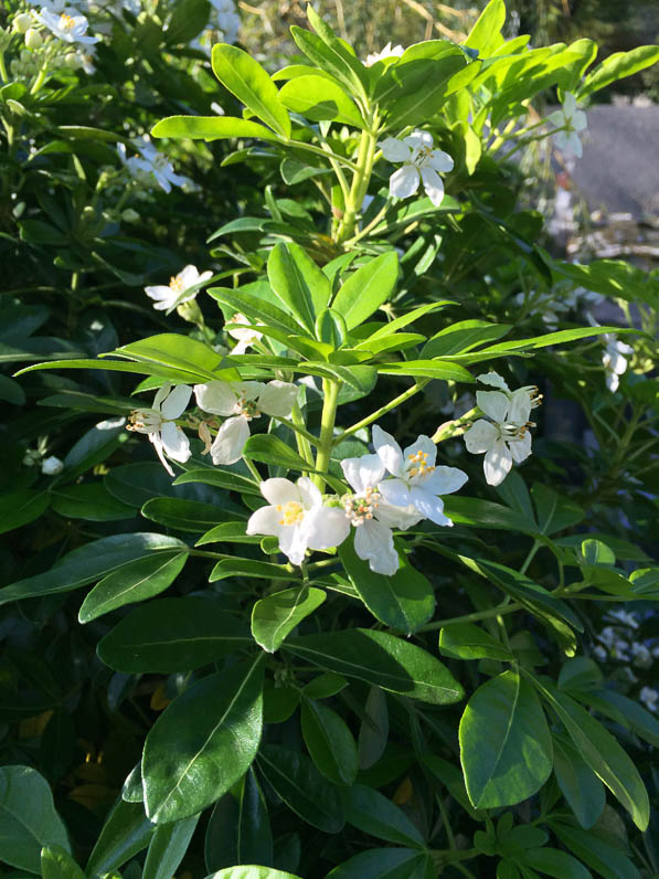 Oranger du Mexique (Choisya ternata) fleuri dans le cimetière du Père Lachaise en automne, Paris 20e (75)