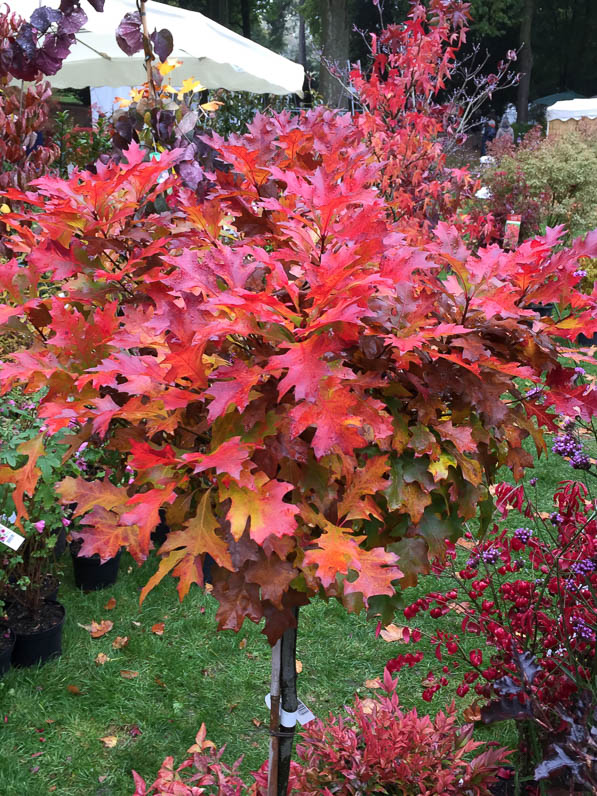 Chêne sur tige, Quercus palustris 'Green Dwarf', Pépinières du Clos Normand, Journées des Plantes, automne, Domaine de Chantilly, Chantilly (60)