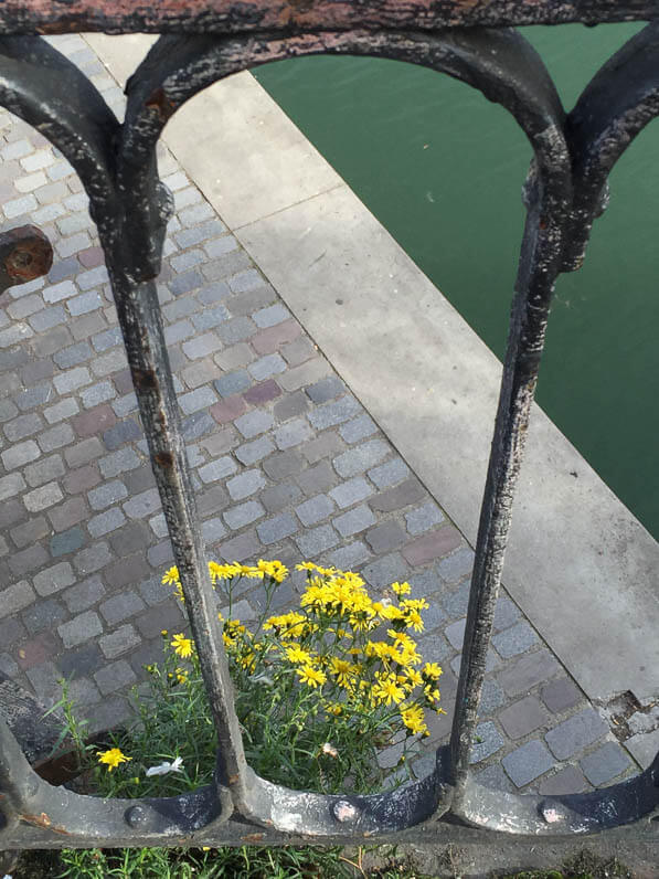 Séneçon du Cap (Senecio inaequidens), Astéracées, adventice sur le viaduc de la Villette en automne, canal de l'Ourcq, Paris 19e (75)