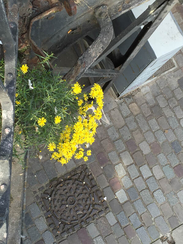 Séneçon du Cap (Senecio inaequidens), Astéracées, adventice sur le viaduc de la Villette en automne, canal de l'Ourcq, Paris 19e (75)