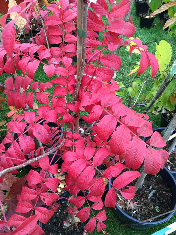 Sorbus sargentiana, Pépinière du Vent Val, Journées des Plantes, automne, Domaine de Chantilly, Chantilly (60)
