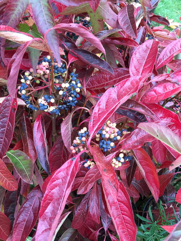 Viburnum nudum 'Brandywine', Pépinière du Vent Val, Journées des Plantes, automne, Domaine de Chantilly, Chantilly (60)