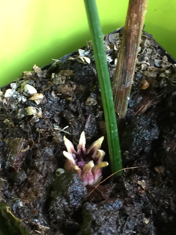 Fleur d'un aspidistra à feuillage panaché, plante d'intérieur, Paris 19e (75)