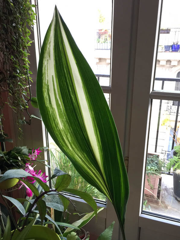 Aspidistra à feuillage panaché, plante d'intérieur, Paris 19e (75)