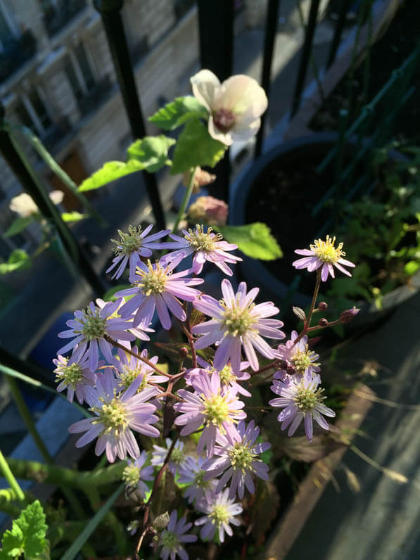 Alcathea suffrutescens 'Parkallee' et Aster scaber 'Kyosumi' sur mon balcon parisien en automne, Paris 19e (75)