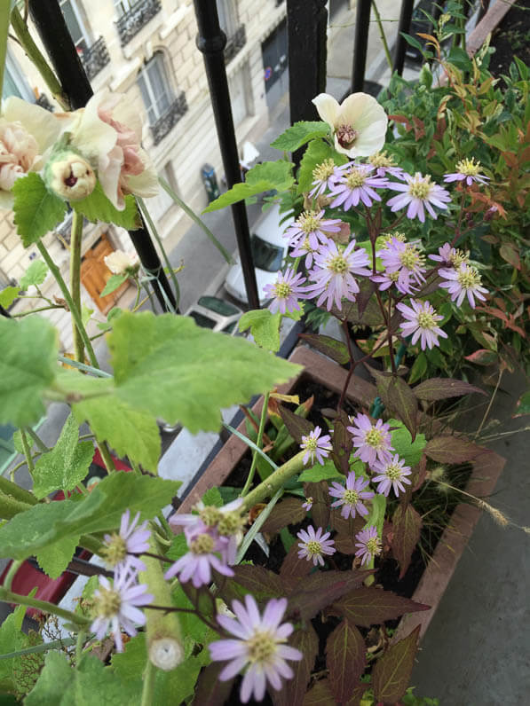 Alcathea suffrutescens 'Parkallee' et Aster scaber 'Kyosumi' sur mon balcon parisien en automne, Paris 19e (75)