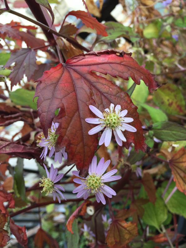 Aster scaber 'Kyosumi' et Hibiscus acetosella 'Mahogany Splendor' sur mon balcon en automne, Paris 19e (75)