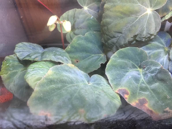 Begonia pavonina, Bégoniacées, dans un terrarium, plante d'intérieur, Paris 19e (75)