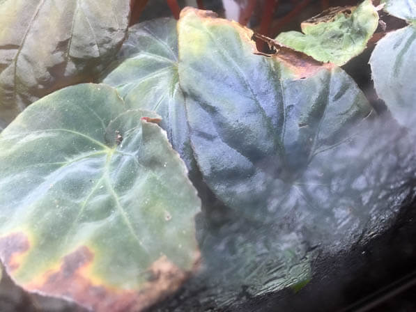 Begonia pavonina, Bégoniacées, dans un terrarium, plante d'intérieur, Paris 19e (75)