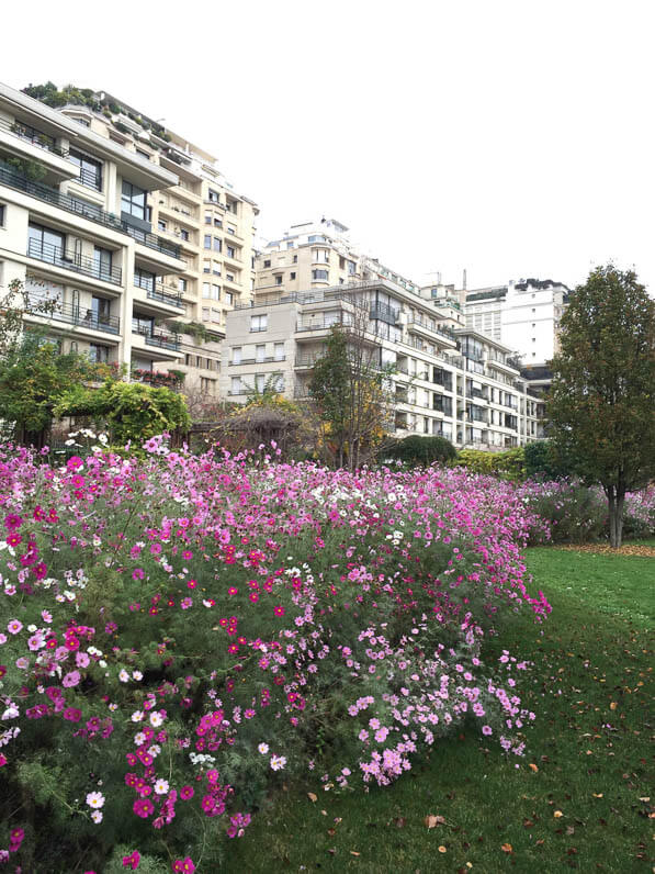 Cosmos dans le parc de Passy en automne, Paris 16e (75)